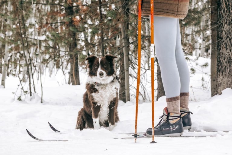 Cross-Country Skiing with Your Dog: Tips for a Safe and Fun Experience